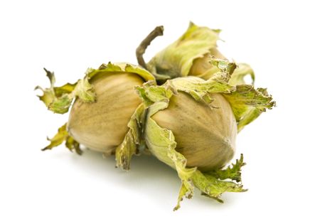 fresh hazelnuts on white backgroundの写真素材