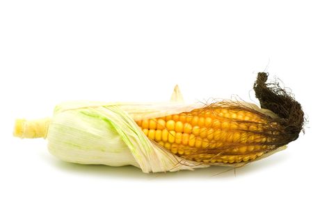 fresh corn from field on white backgroundの写真素材