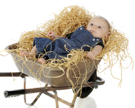 A handsome baby boy laying in a small wheelbarrel full of hay.  On a white background.の写真素材