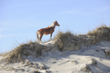 A beautiful wild mustang standing regally atop a North Carolina sand dune.の写真素材