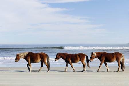 Three wild horses walking along the beach in Corolla, NC.  