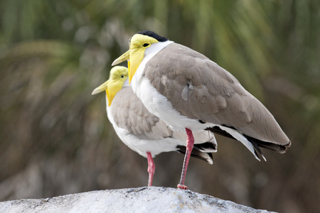 A couple of masked lapwing birds perched on a silver-colored dome.