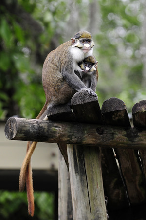 A mama mother nursing her baby on a zoo platform.