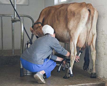 An Amish woman placing the cups from the miling machine onto the teat of a jersey cow.の写真素材
