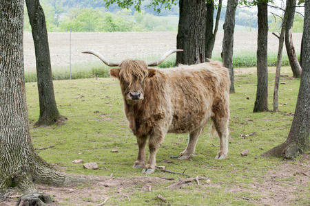Outdoor portrait of a shaggy highland cattle looking at the viewer amond spring trees and plowed...