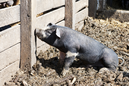 A young black and white pig in his sty sniffing at a wooden post.の写真素材