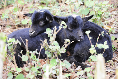 Two young goats resting together among scrub brush.  Focus on goat on right.の写真素材