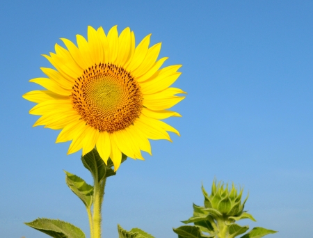 sunflowerの写真素材