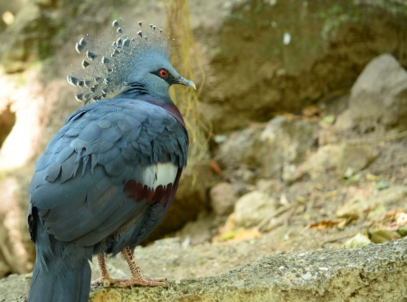 Peacocksの写真素材