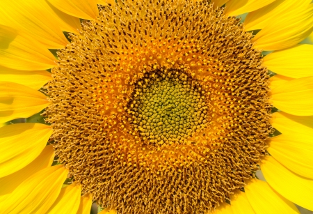 sunflowerの写真素材