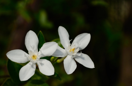white flowersの写真素材