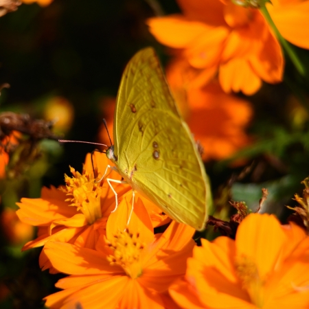 Butterflies eat pollen の写真素材