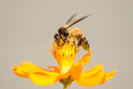 Bee sucking nectar の写真素材