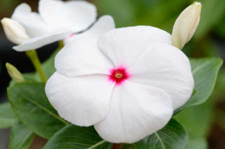 White flowersの写真素材