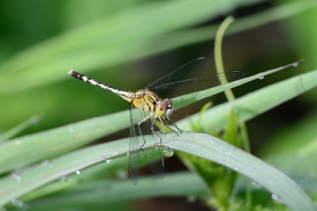 Dragonfly holding grass の写真素材