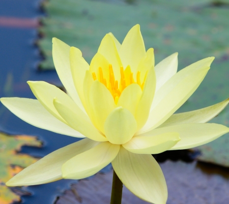 Beautiful yellow lotus in a pondの写真素材