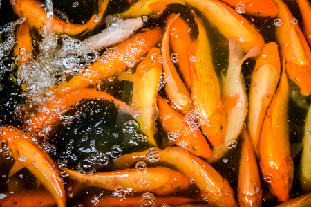 On the local market in Indonesia the fish is sold freshの写真素材
