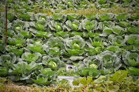 White cabbage ready for harvestの写真素材