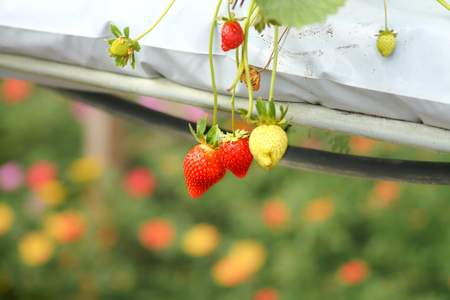down hanging strawberries in a greenhouseの写真素材