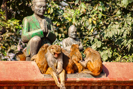Rhesus monkeys on a wall in the sunの写真素材
