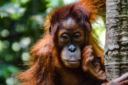 An orangutan cub climbs down the tree in the jungle of Sumatraの写真素材
