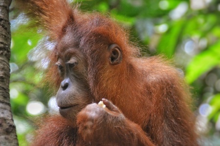 A closeup of a wild orangutan cub in Sumatraの写真素材