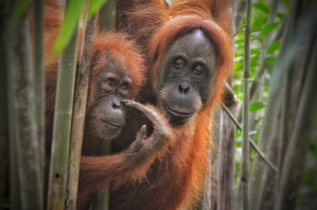 An orangutan mother and her cub between bamboo in the jungle of Sumatraの写真素材