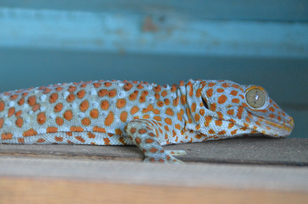 A tokeh gecko with blue backgroundの写真素材