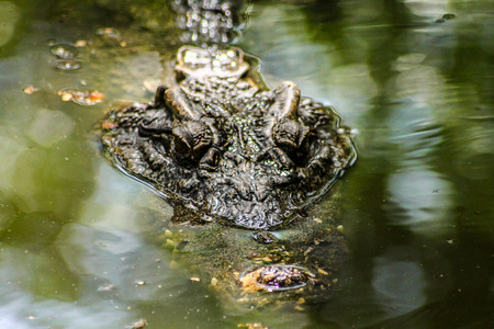 A crocodile floating on the surfaceの写真素材