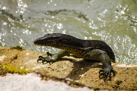 A Bindenwaran climbs from a river to the shoreの写真素材