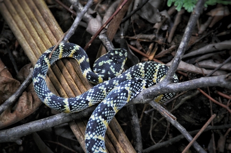 Wagler's pit viper is on the Jungelboden sunningの写真素材