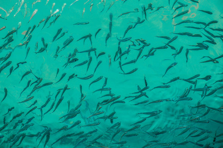 A school of fish of smaller fish you can watch super through the clear waterの写真素材
