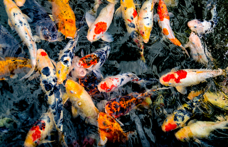 A pond full of Japanese koiの写真素材