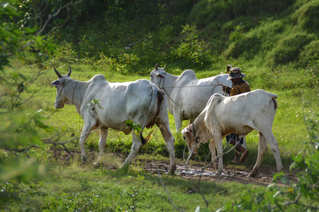The cows are kept on wide grazing groundsの写真素材