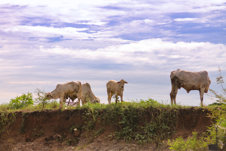Grazing cows on a precipice with a beautiful backgroundの写真素材