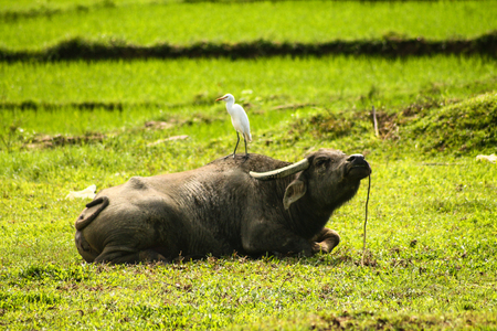 A water buffalo lies in its pasture beside the rice fields and enjoys the morning sunの写真素材