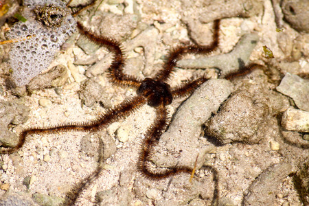 Close-up of a snake starの写真素材