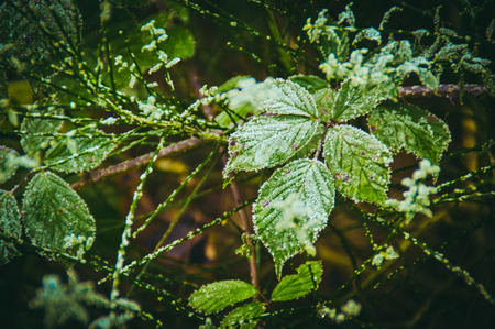 Ice crystals on the leaves of blackberry hedge at winter startの写真素材