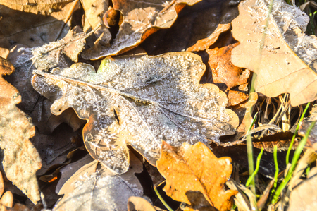 fluted leaves in sunshine in winterの写真素材