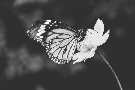 A monochrome of a butterfly in side view on a blossomの写真素材