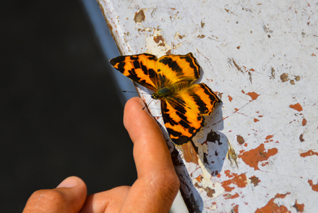 A black orange striped butterfly was set on a wooden plankの写真素材