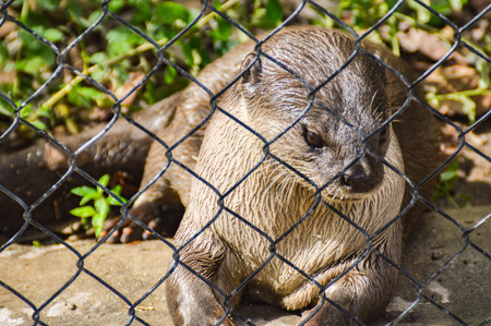 A captive otter in a zooの写真素材