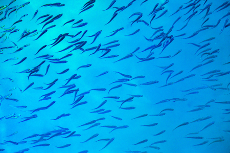 Top view of a swimsuit just below the water surface