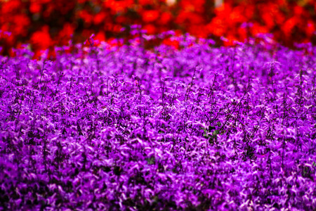 The blooming of lavender fieldsの写真素材