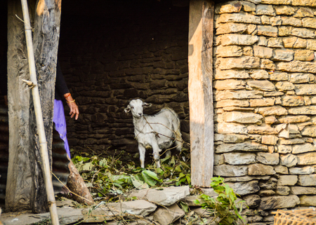 Many people in Nepal still have their own animals, these usually live in a stable built on the dwelling houseの写真素材