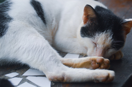 the most popular in the cat world, sleep!の写真素材