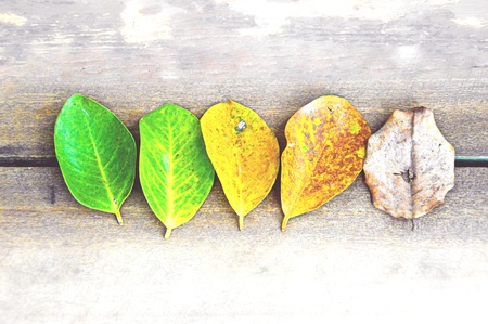 The different colors that a leaf takes and delivers within one year