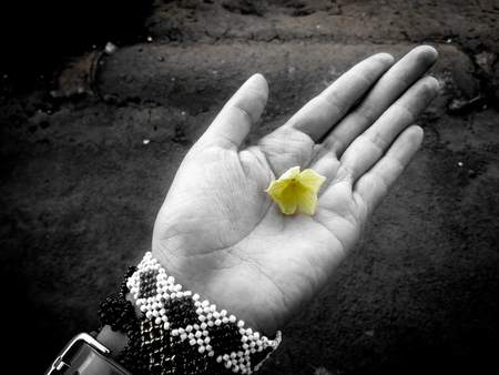 A female hand holding a yellow flower on her palm