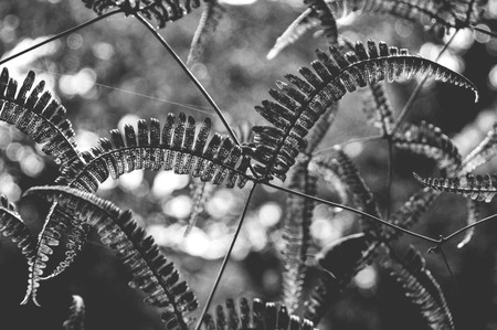 Red Ferns Grow Over Cross. Summer in a tropical rainforest in Cameron Highlands, Malaysia. Fern is one of the oldest plants on earth.の写真素材
