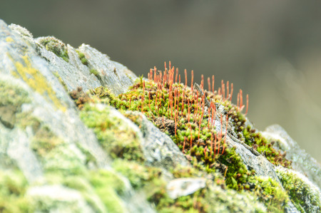 A close up, young green moss growing on a rock in early springの写真素材